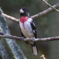 Rose-breasted Grosbeak